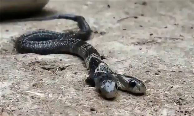 Two-headed snake found in Bengal village